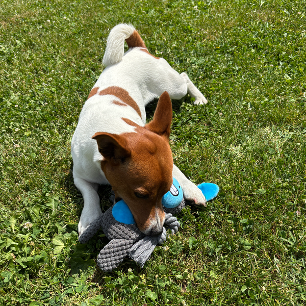 🐴 Denny the Donkey – Goofy-Eyed Friends™ Plush Squeaky Dog Toy