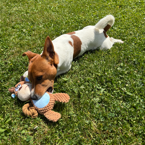 🦌 Dex the Deer – Goofy-Eyed Friends™ Plush Squeaky Dog Toy
