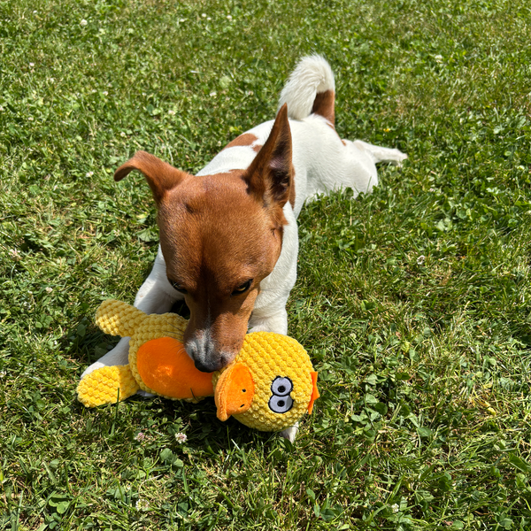 🐥 Daisy the Duck – Goofy-Eyed Friends™ Plush Squeaky Dog Toy
