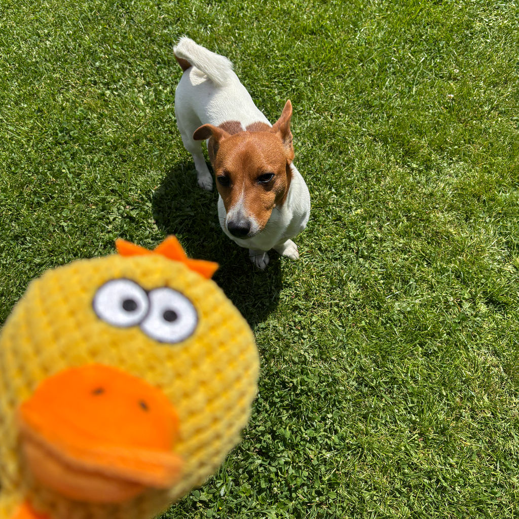 🐥 Daisy the Duck – Goofy-Eyed Friends™ Plush Squeaky Dog Toy