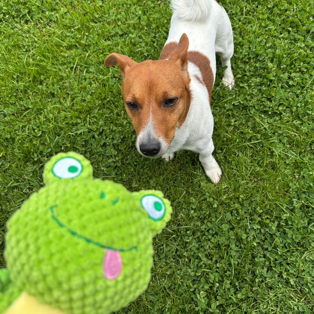 🐸 Felix the Frog – Goofy-Eyed Friends™ Plush Squeaky Dog Toy