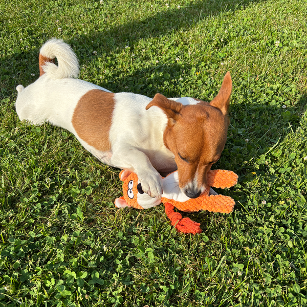🦊 Finn the Fox – Goofy-Eyed Friends™ Plush Squeaky Dog Toy