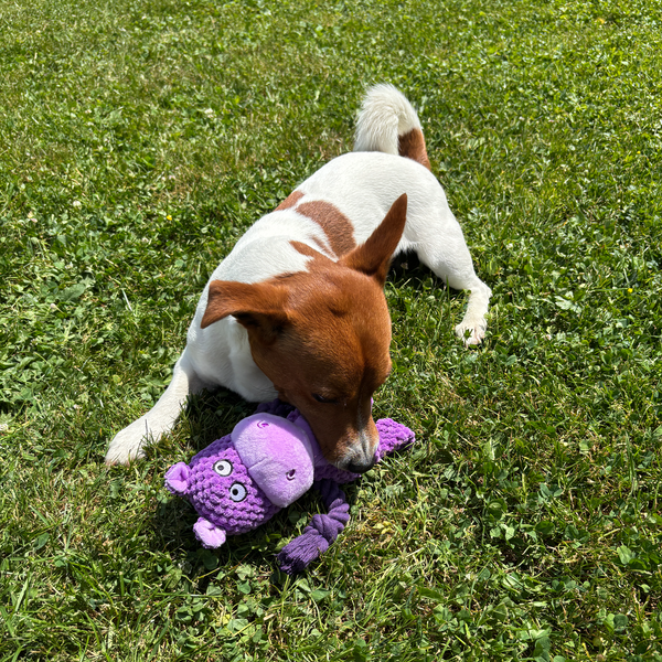 🦛 Harper the Hippo – Goofy-Eyed Friends™ Plush Squeaky Dog Toy