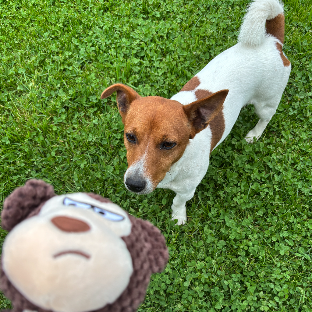 🦍 Max the Monkey – Goofy-Eyed Friends™ Plush Squeaky Dog Toy