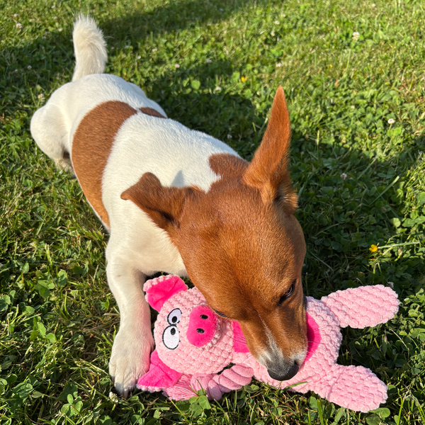 🐷 Poppy the Pig – Goofy-Eyed Friends™ Plush Squeaky Dog Toy