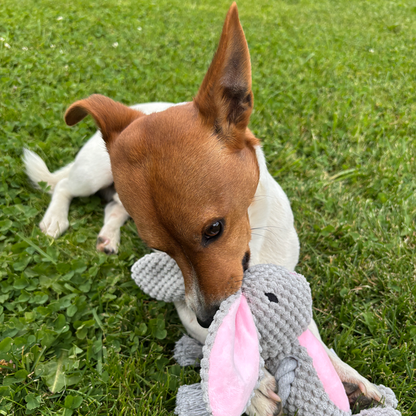 🐰 Rosie the Rabbit – Goofy-Eyed Friends™ Plush Squeaky Dog Toy
